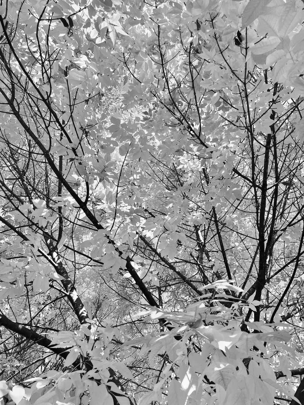 En Lugnt, Mysigt&nbsp;Lördag