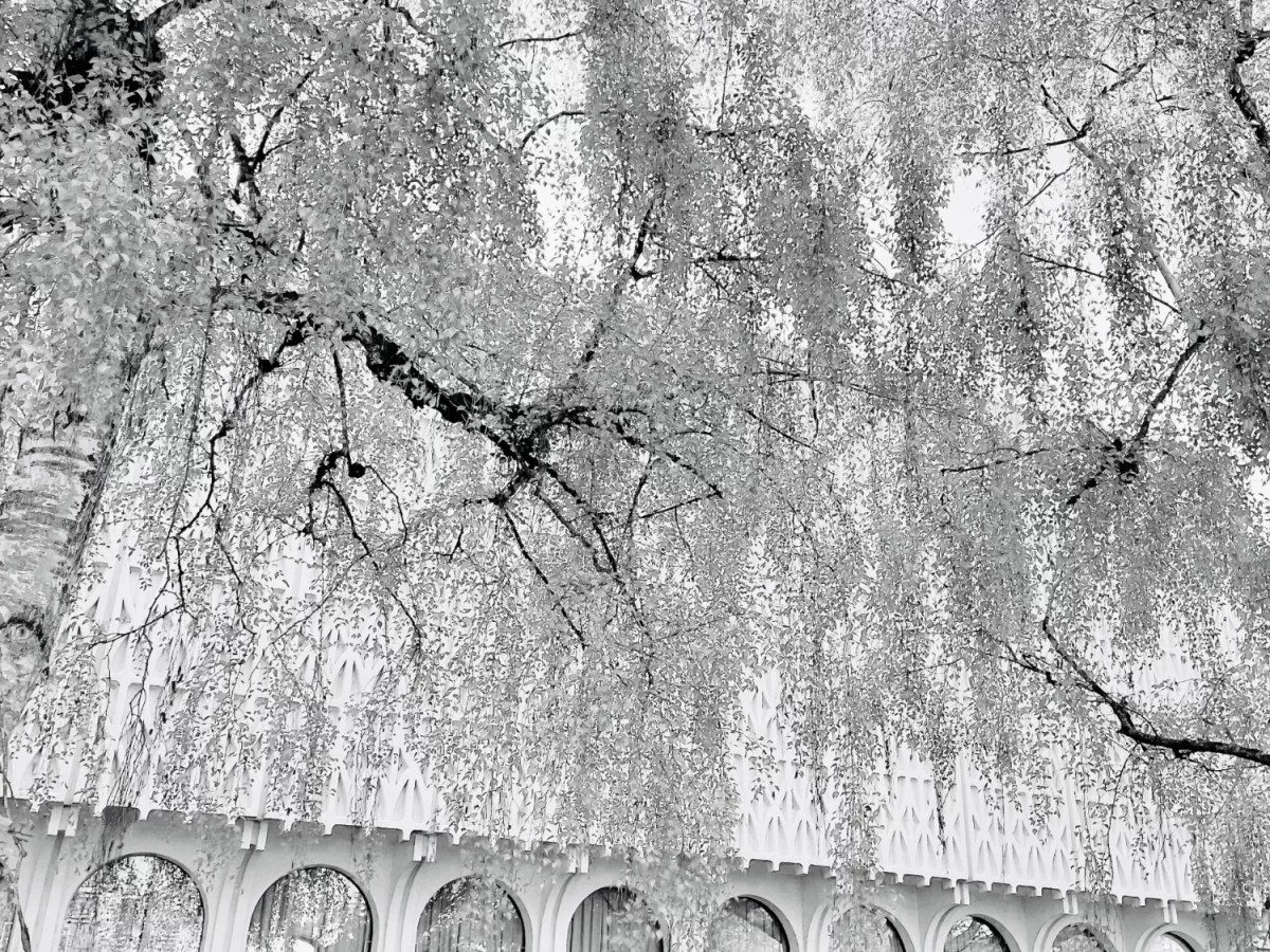 大学を卒業する⑴。(In which I Graduate.) vol.&nbsp;I